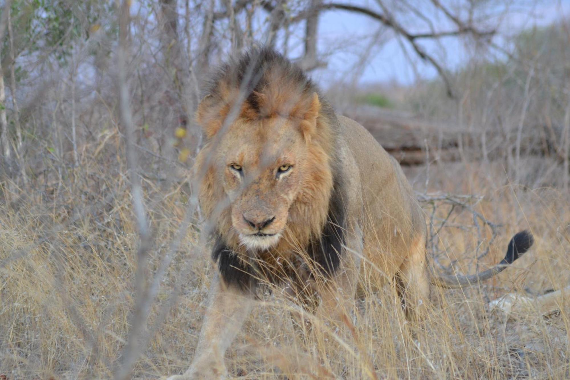 Yebo Safari Tents-Stay Inside Kruger Skukuza Ngoại thất bức ảnh