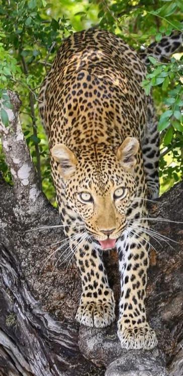 Yebo Safari Tents-Stay Inside Kruger Skukuza Ngoại thất bức ảnh