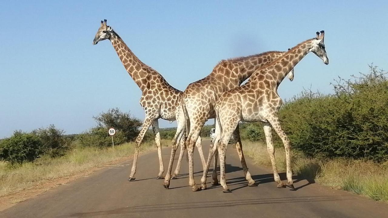 Yebo Safari Tents-Stay Inside Kruger Skukuza Ngoại thất bức ảnh