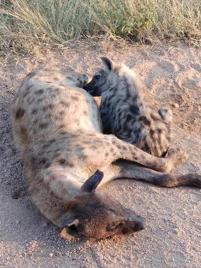 Yebo Safari Tents-Stay Inside Kruger Skukuza Ngoại thất bức ảnh